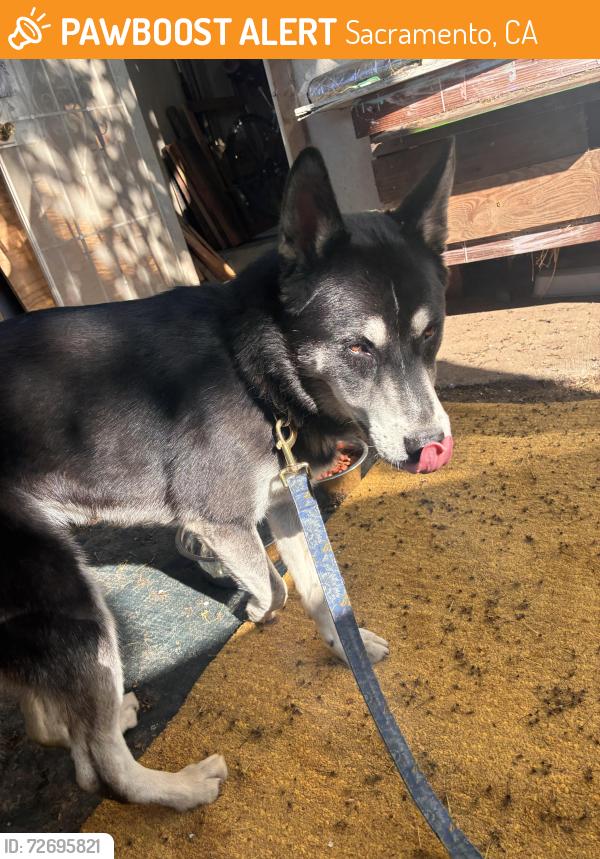 Found/Stray Unknown Dog last seen 14th ave at MLK, Sacramento, CA 95820