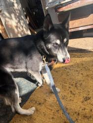 Found/Stray Unknown Dog last seen 14th ave at MLK, Sacramento, CA 95820