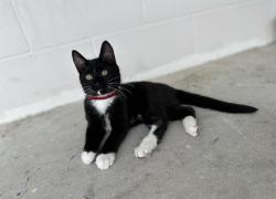 Lost Male Cat last seen Palm Bay apmt , Gainesville, FL 32601
