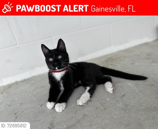 Lost Male Cat last seen Palm Bay apmt , Gainesville, FL 32601