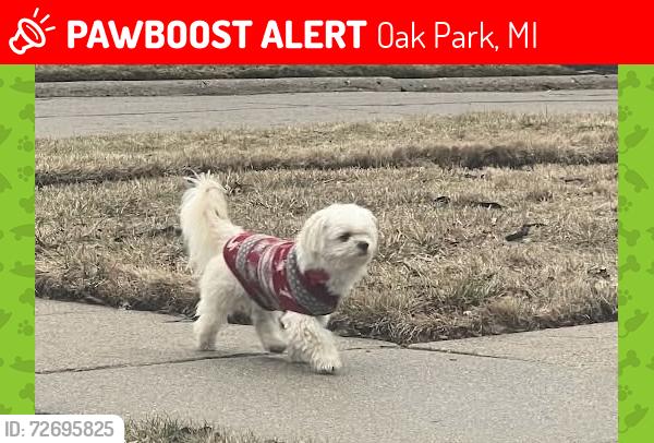 Lost Male Dog last seen Northfield and Blackstone, near Coolidge and 10Mile, Oak Park, MI 48237