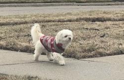Lost Male Dog last seen Northfield and Blackstone, near Coolidge and 10Mile, Oak Park, MI 48237