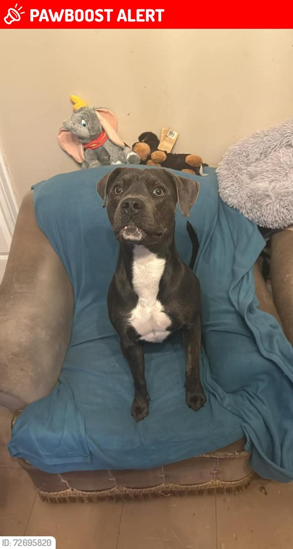 Lost Male Dog last seen Aston villa football ground , Handsworth, England B6 6NH