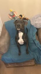 Lost Male Dog last seen Aston villa football ground , Handsworth, England B6 6NH