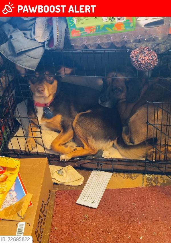 Lost Female Dog last seen Near middle Rd , Cambridge Springs, PA 16403