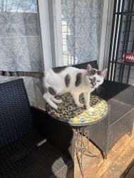 Found/Stray Male Cat last seen Richmond Hwy/Dawn Ave, Alexandria, VA 22306