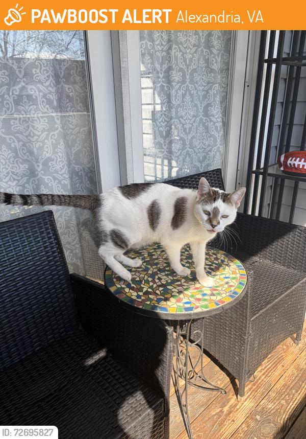 Found/Stray Male Cat last seen Richmond Hwy/Dawn Ave, Alexandria, VA 22306