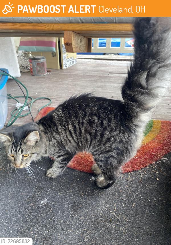 Found/Stray Female Cat last seen Valleyview elementary school , Cleveland, OH 44135