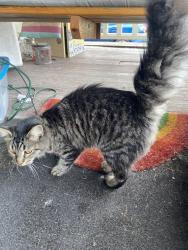 Found/Stray Female Cat last seen Valleyview elementary school , Cleveland, OH 44135
