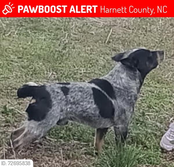 Lost Male Dog last seen Mount Olive church road, Lillington , Harnett County, NC 27546