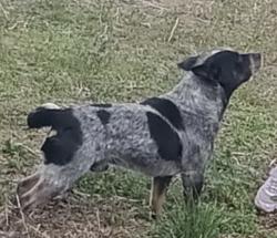 Lost Male Dog last seen Mount Olive church road, Lillington , Harnett County, NC 27546