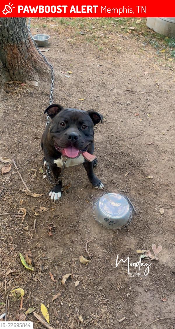 Lost Male Dog last seen Boeingshire, Memphis, TN 38109