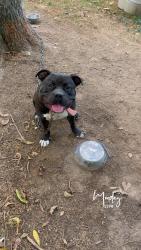 Lost Male Dog last seen Boeingshire, Memphis, TN 38109