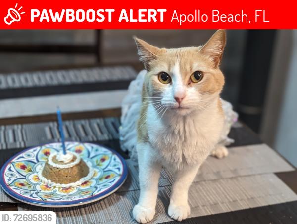 Lost Female Cat last seen Dandelion St. and White Chicory Dr, Apollo Beach, FL 33572