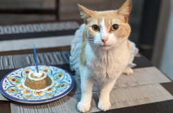 Lost Female Cat last seen Dandelion St. and White Chicory Dr, Apollo Beach, FL 33572