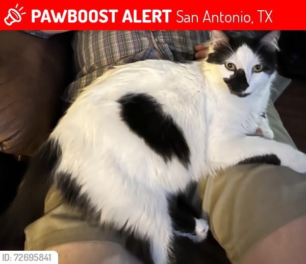 Lost Male Cat last seen Highland ridge apmts , San Antonio, TX 78213