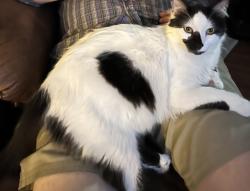 Lost Male Cat last seen Highland ridge apmts , San Antonio, TX 78213
