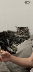 Lost Male Cat last seen Bailey rd and springwood, Concord, CA 94521