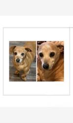 Lost Male Dog last seen Starboardway Dr and Sky Meadows Dr, Fort Worth, TX 76135