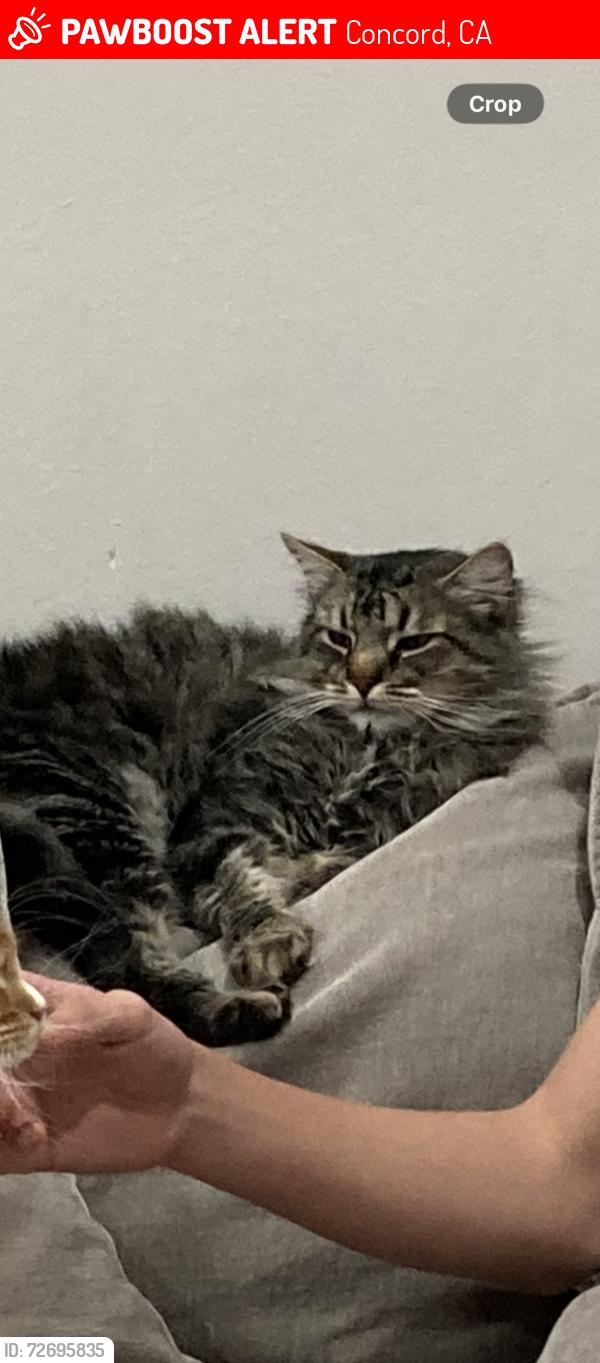 Lost Male Cat last seen Bailey rd and springwood, Concord, CA 94521