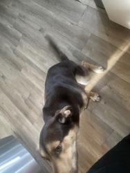 Lost Male Dog last seen Around kings canyon middle school , Westside, CA 93722