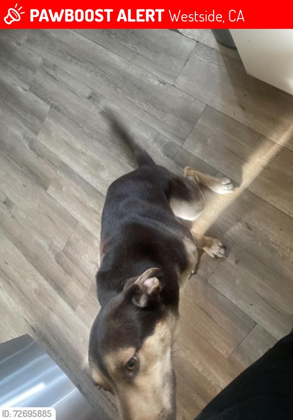 Lost Male Dog last seen Around kings canyon middle school , Westside, CA 93722