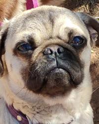 Lost Female Dog last seen San Jose NM, Ribera, NM 87560