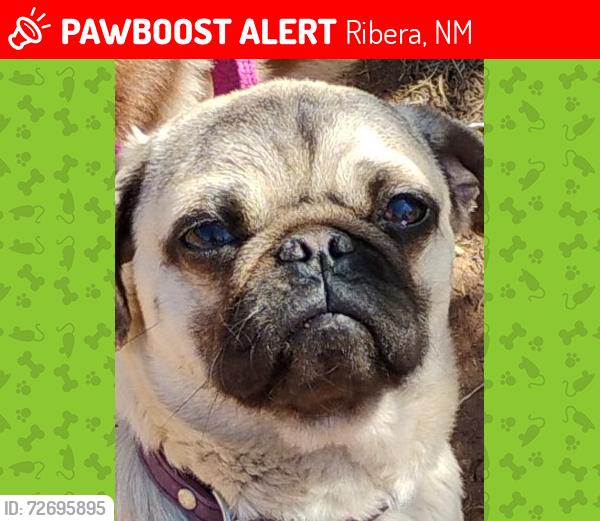 Lost Female Dog last seen San Jose NM, Ribera, NM 87560