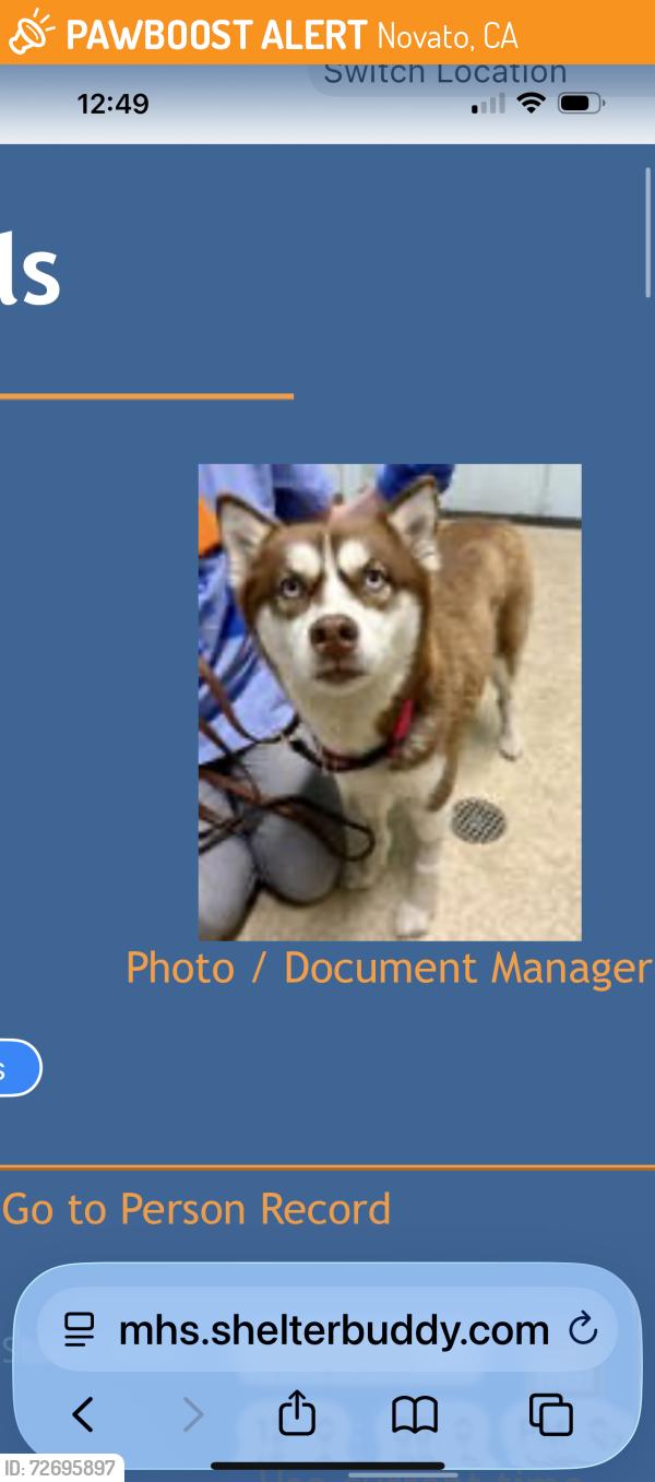 Found/Stray Female Dog last seen Marin humane , Novato, CA 94949