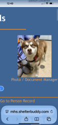 Found/Stray Female Dog last seen Marin humane , Novato, CA 94949