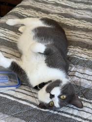 Lost Male Cat last seen Linwood or Teal, Sarasota, FL 34232