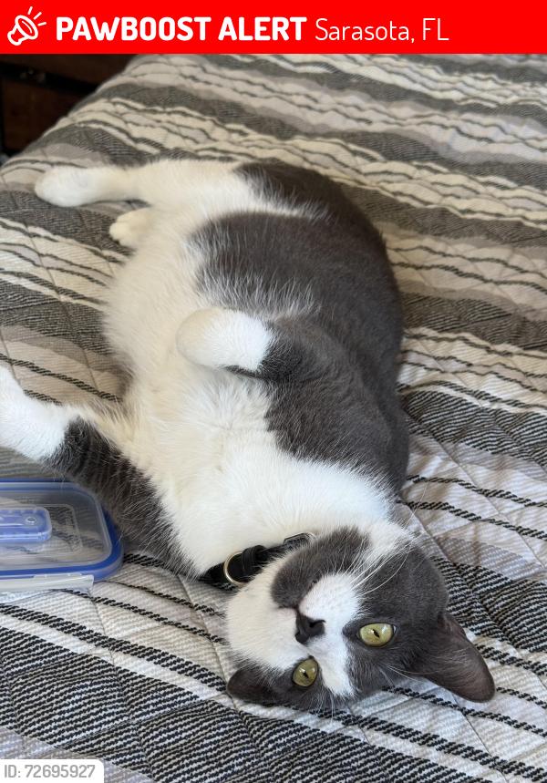 Lost Male Cat last seen Linwood or Teal, Sarasota, FL 34232