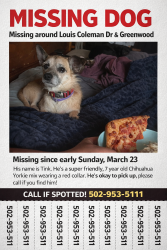 Lost Male Dog last seen Louis Coleman Jr Dr, Louisville, KY 40211