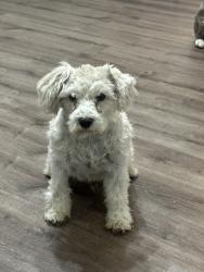 Lost Male Dog last seen Boswell High School , Fort Worth, TX 76179
