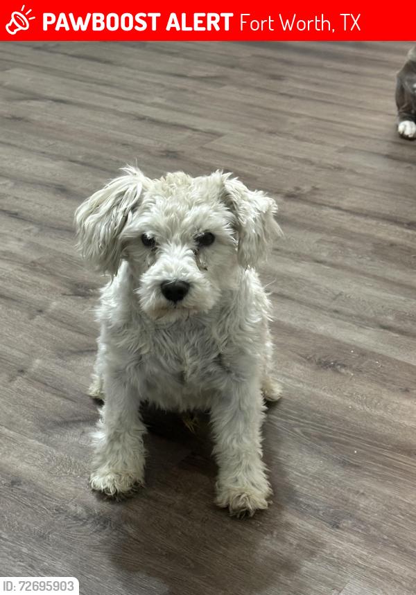 Lost Male Dog last seen Boswell High School , Fort Worth, TX 76179