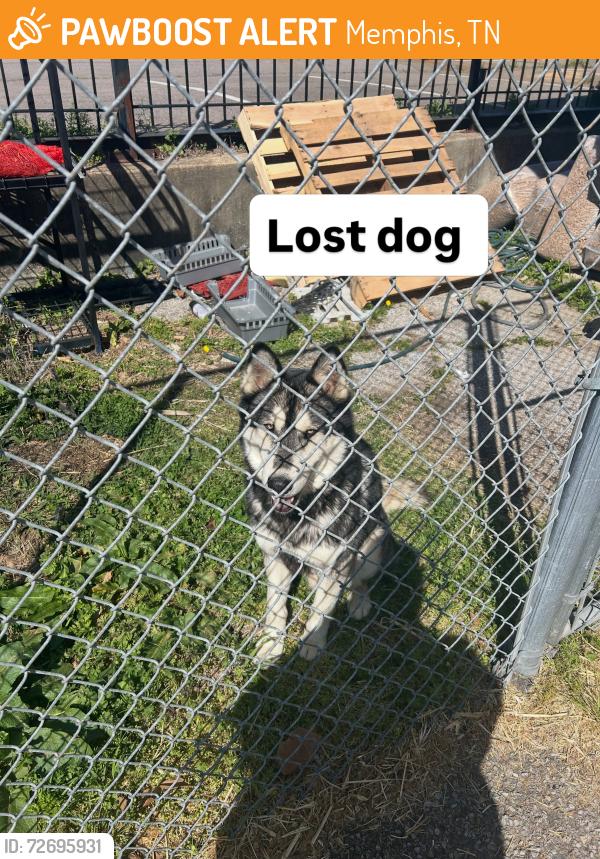 Found/Stray Male Dog last seen Jackson ave, Memphis, TN 38128