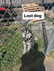 Found/Stray Male Dog last seen Jackson ave, Memphis, TN 38128