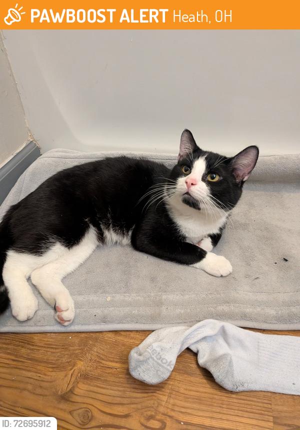 Found/Stray Male Cat last seen Tractor supply Co, Heath, OH 43056