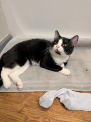 Found/Stray Male Cat last seen Tractor supply Co, Heath, OH 43056