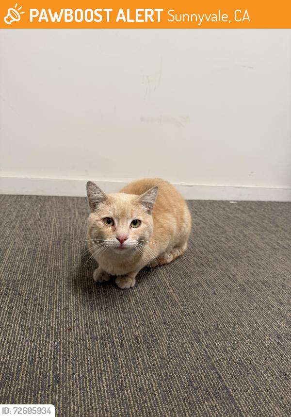 Found/Stray Male Cat last seen N fair oaks ave , Sunnyvale, CA 94089