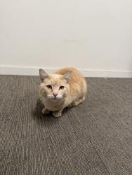 Found/Stray Male Cat last seen N fair oaks ave , Sunnyvale, CA 94089