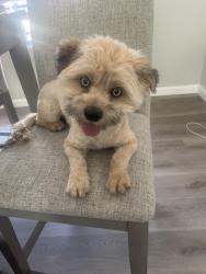 Found/Stray Female Dog last seen Alexander and Durango , Las Vegas, NV 89129