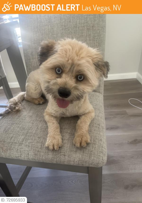 Found/Stray Female Dog last seen Alexander and Durango , Las Vegas, NV 89129
