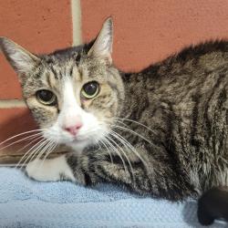 Shelter Stray Female Cat last seen , Cabot, AR 72007