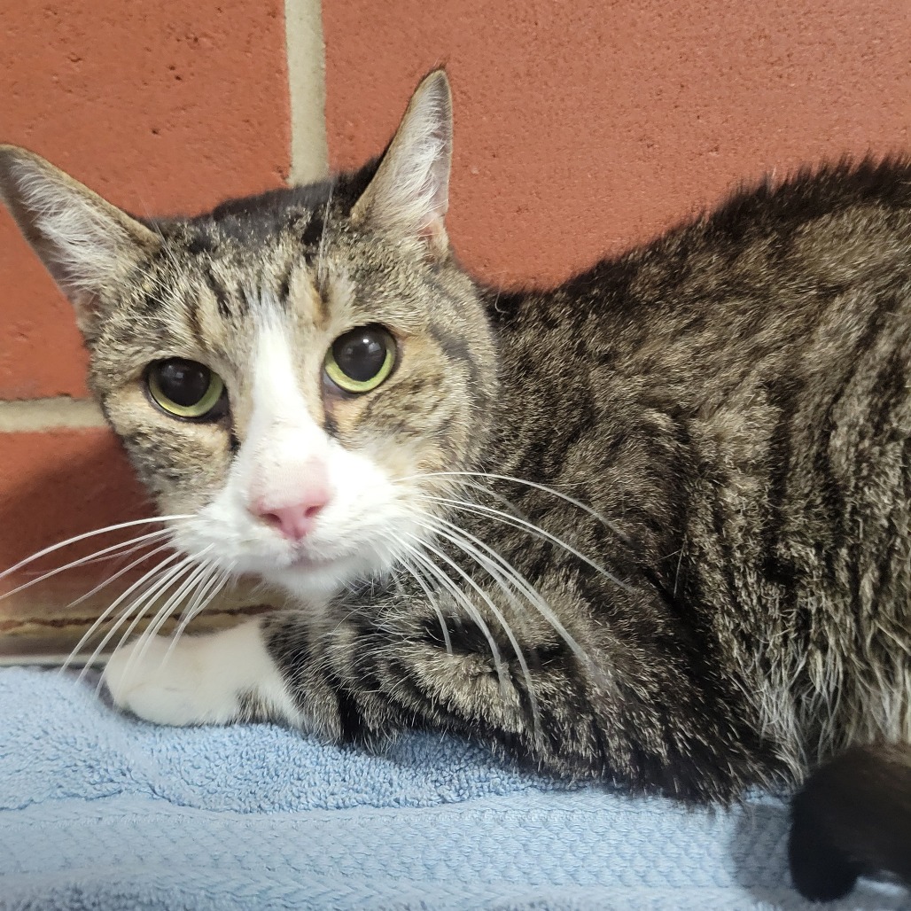 Shelter Stray Female Cat last seen , Cabot, AR 72007