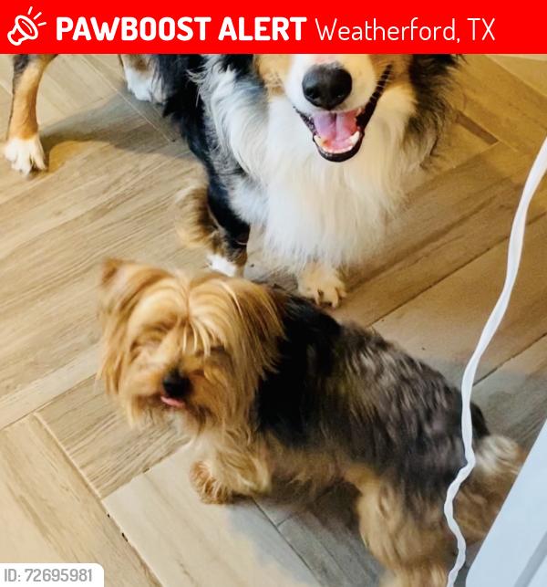 Lost Male Dog last seen Hilltop drive, Weatherford, TX 76086