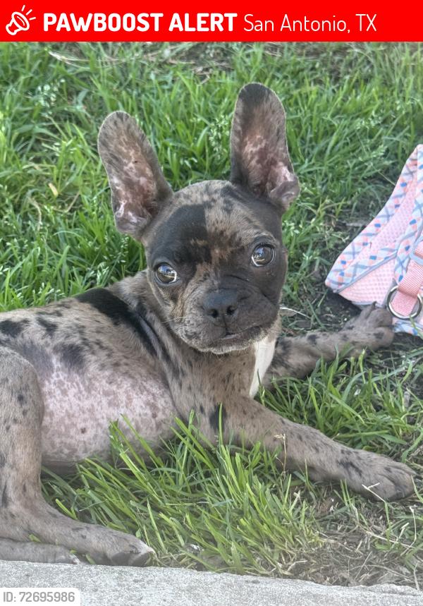 Lost Female Dog last seen Canton & Grimes, San Antonio, TX 78202