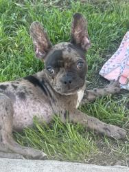 Lost Female Dog last seen Canton & Grimes, San Antonio, TX 78202
