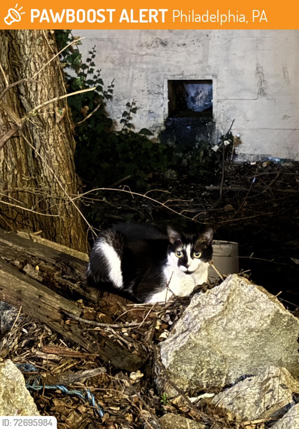 Found/Stray Unknown Cat last seen 25th and Washington Ave under the bridge, Philadelphia, PA 19146
