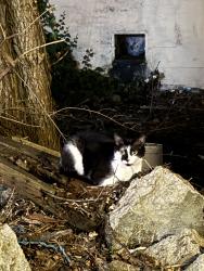 Found/Stray Unknown Cat last seen 25th and Washington Ave under the bridge, Philadelphia, PA 19146